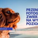 jak fotografować zwierzęta